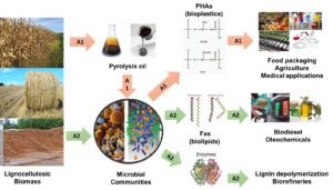 IPREM - Pyrolyse -bioplastiques – enzymes – acides gras – UPPA – Institut Carnot ISIFoR – bio-fioul